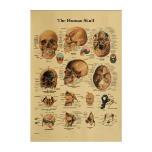 25-Style Anime, Map, Scenery, and Human Anatomy Kraft Paper Wall Posters