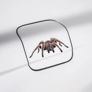 3D Spider Design Custom Vinyl Car Decals for Body, Windows, and Bumpers