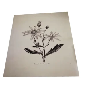 Art Printing on Paper Photo Poster