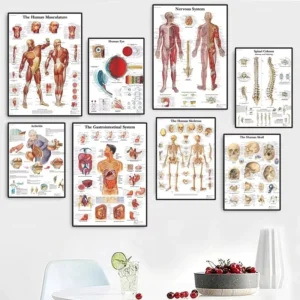 Custom Pattern Size Human Anatomy Muscular System Canvas Art Prints Posters Wall Decor No Frames