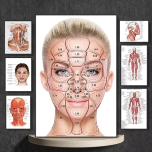 Detailed Face Body Anatomy Muscle Veins Wall Art Educational Science Poster Canvas Painting for Hospital Clinic Salon Decor