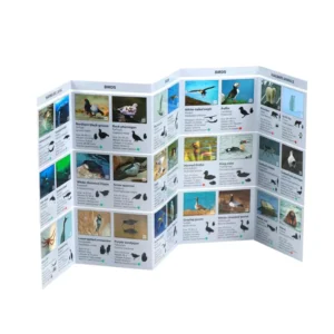 Folding Offset Cardboard Brochure Printing Coated Film Lamination Promotion Menu Leaflet Flyers for Business