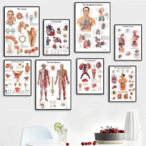 Human Anatomy Muscle System Medical Educational Poster Body Map Chart for Clinic Wall Decor